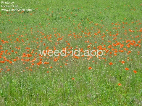poppy, field